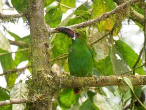 a green bird sitting on a tree branch at Casa de Vista Alta in Mindo
