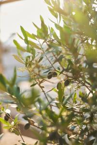 a close up of a tree with olives on it at 7Rizes Luxury Living in Heraklio Town