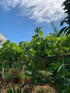 波雷奇Romantic room for two persons的相册照片