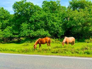 Gallery image of Forest & beach access Naish park in New Milton