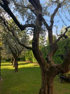 a group of trees in a park with green grass at Rustico di Benellini Angela in Polpenazze del Garda