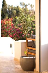 Ein Garten an der Unterkunft Horizon Hotel Kalymnos