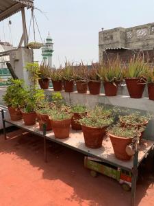 Foto sihtkohas Amritsar asuva majutusasutuse Backpacker's Nest galeriist