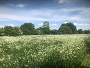 a field of white flowers in a field with trees at Waldegrave farm in Hartest