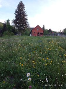 a field of flowers in front of a red barn at Domek nad Potokiem in Szczytna