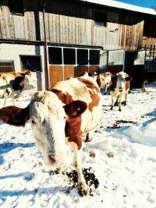 Altri animali domestici presso l'appartamento o nei dintorni
