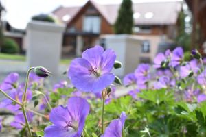 卡劳特格瑞斯赫Steffis - Hof的一座房子前面的紫色花田