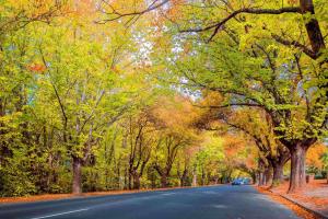 
a road with trees and a street sign on it at The Manna by Haus, Ascend Hotel Collection in Hahndorf
