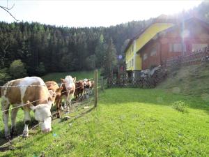 una manada de vacas están parados detrás de una valla en Holiday Home Krechen Alm by Interhome en Pernegg an der Mur