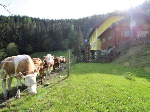 Pernegg an der MurにあるHoliday Home Krechen Alm by Interhomeの牛の群れが柵の後ろに立っている