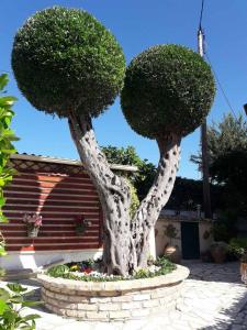 two trees with hedges in a flower garden at Flowers studios in Benitses