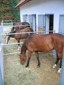 Billede fra billedgalleriet på Apartment Sever i Idrija