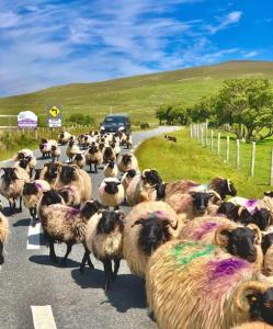 un troupeau d'ovins se promenant sur une route dans l'établissement The Nook, à Tawnyinah