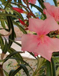 a close up of pink flowers on a plant at Gallipoli Mancaversa Futura Vacanza Andrea in Marina di Mancaversa
