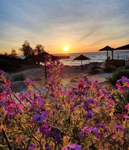 a sunset on a beach with purple flowers at Gallipoli Mancaversa Futura Vacanza Andrea in Marina di Mancaversa