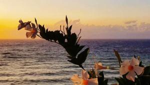 a group of flowers on the beach with the ocean at Gallipoli Mancaversa Futura Vacanza Andrea in Marina di Mancaversa