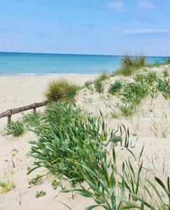 a sandy beach with plants in the sand and the ocean at Gallipoli Mancaversa Futura Vacanza Andrea in Marina di Mancaversa
