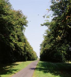 a dirt road with trees on either side of it at Lismacue House in Bansha