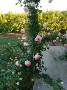 A garden outside Il giardino dei tramonti