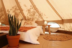 Zimmer mit 2 Betten und einer Pflanze in einem Zelt in der Unterkunft Bell Tent Parc Bûten Jubbega in Jubbega-Schurega
