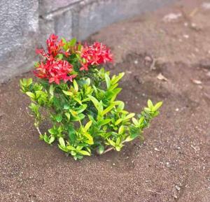 Billede fra billedgalleriet på Bella casa de playa junto1 i Santa Rosa