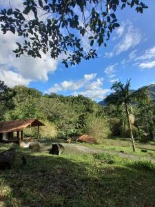 um campo com uma palmeira e um edifício em Chalé Floresta Toca da Serra em Iporanga