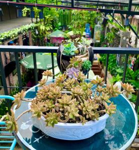 a potted plant sitting on top of a table at Jrai Homestay in Pleiku