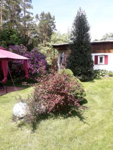 un arbusto en el patio de una casa en Ferienhaus am Langen See en Heidesee