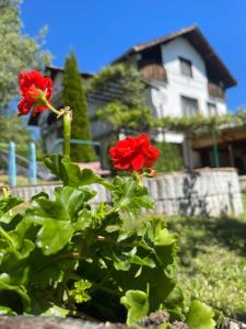 a bush with red flowers in front of a house at Вила Мечта in Tryavna