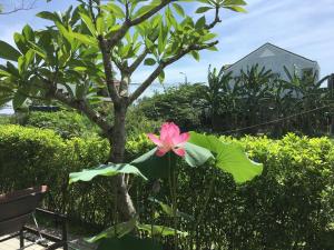 eine rosa Blume vor einem Baum in der Unterkunft ZEN Boutique Hoi An in Hoi An
