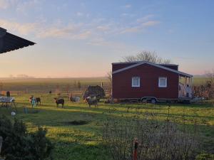 eine Scheune mit einem Haus und Pferden auf einem Feld in der Unterkunft Tiny House in Schönbeck
