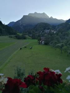 dwie krowy pasące się na polu z górami w tle w obiekcie Appartment Danterhof w Mayrhofen