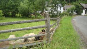a group of sheep in a field behind a fence at Petrovický mlýn in Kasanice