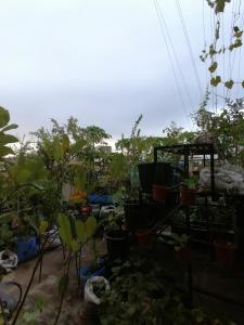 Two-Hearts Dormitory في داغوبان: حديقة مليئة بالكثير من النباتات الفخارية