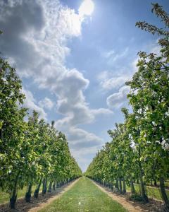 une rangée de pommiers dans un verger dans l'établissement Huis van Hout - architectenwoning met grote panorama tuin - design hot tub optioneel, à Herk-de-Stad