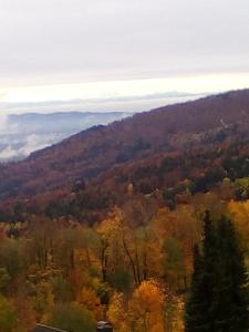 een uitzicht op een bos in de herfst bij Haus Alpenblick in Zenting