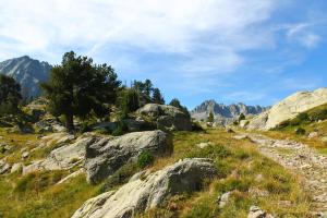 a grassy hill with rocks and a tree on it at Hotel Saurat in Espot