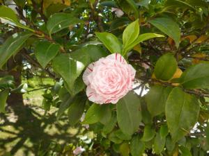 una rosa está creciendo en un árbol en B&B Il Glicine, en Badia Polesine