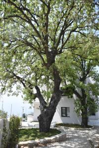 a large tree in front of a white building at Gogo's Boutique Hotel in Dhërmi