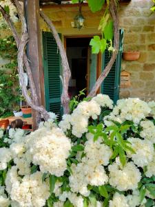 Un mazzo di fiori bianchi davanti a una finestra. di La Casina a Stia