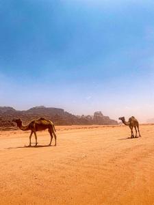 zwei Kamele stehen in der Wüste auf einer unbefestigten Straße in der Unterkunft Wadi Rum POLARIS camp in Wadi Rum
