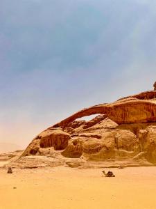 a camel laying on the sand in the desert at Wadi Rum POLARIS camp in Wadi Rum