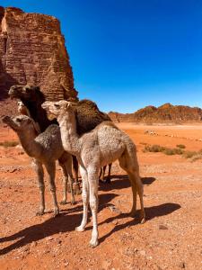 un grupo de camellos parados en el desierto en Wadi Rum POLARIS camp en Wadi Rum