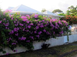 a retaining wall with purple flowers in front of a house at Bungalow Soleil in Sainte-Anne