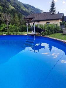 a dog standing on a chair in a swimming pool at Haus Steinthaler in Stockenboi