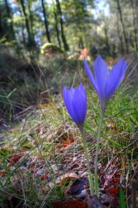 a blue flower in the grass in the woods at Isatour - Casa do Miradouro in Adsamo