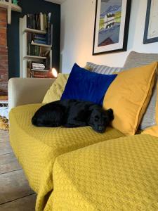 a black dog laying on a yellow blanket on a couch at Heir Island House in Skibbereen