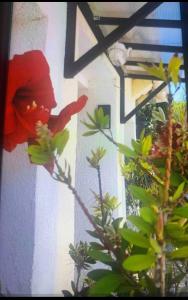 uma flor vermelha numa planta em frente a um edifício em Location de vacances (maison) Chez MIMMO em La Verdière