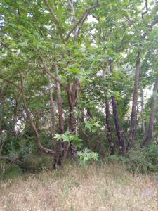 Príroda v okolí apartmánu