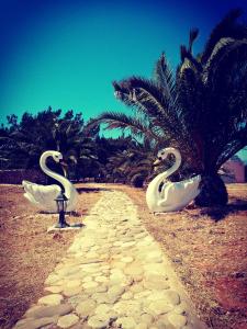 two white swans are sitting on a stone path at Metochi Gavdos in Gavdos